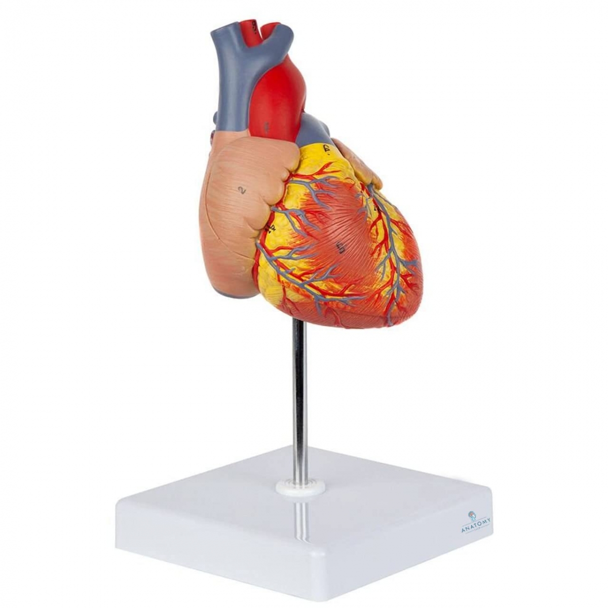 洋楽 SHAPE OF HEART, SHAPE OF HUMAN Human Heart Heart Shape Part Anatomy Stock Photo 1062569096